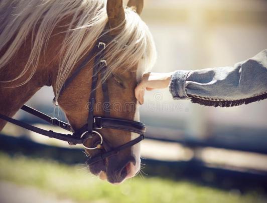 7 Horse Running Images Hd Wallpaper Download - wallpaper