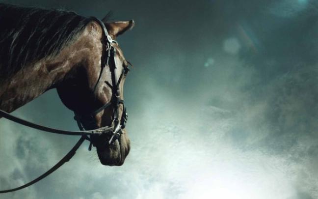 White Horse Wallpaper Hd Download - 4K Wallpaper Gallery