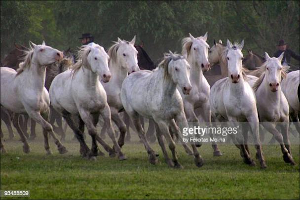 Full Hd 7 White Horse Wallpaper - Images | Amashusho