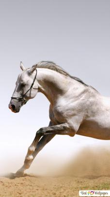7 Horse Running Images Hd Wallpaper Download - wallpaper