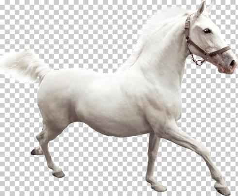 7 White Running Horse Hd Wallpaper - wallpaper