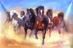 7 White Horse Hd Wallpapers 1920x1080