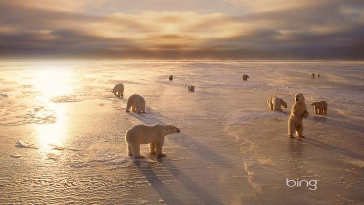Bing | churchills polar bears in canada bing wallpaper 1920x1080 