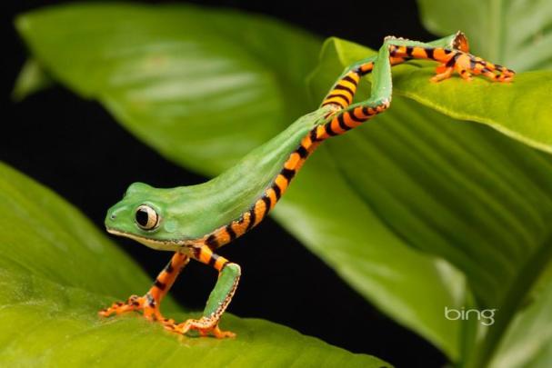 Bing wallpaper \u00b7\u2460 Download free HD wallpapers for desktop, mobile 