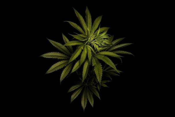 Weed Wallpaper Desktop \u00b7\u2460 