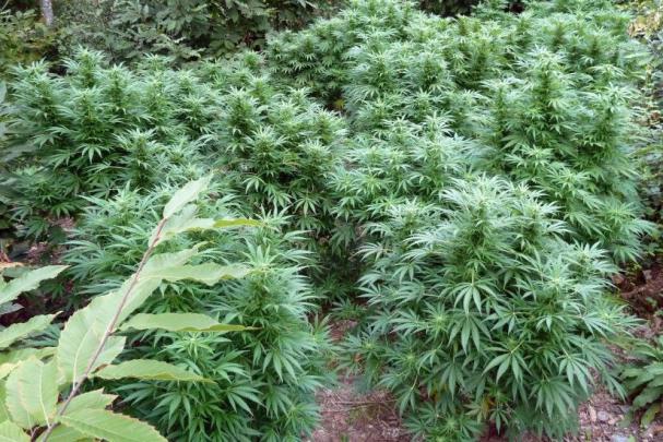 Weed Wallpaper Desktop \u00b7\u2460 