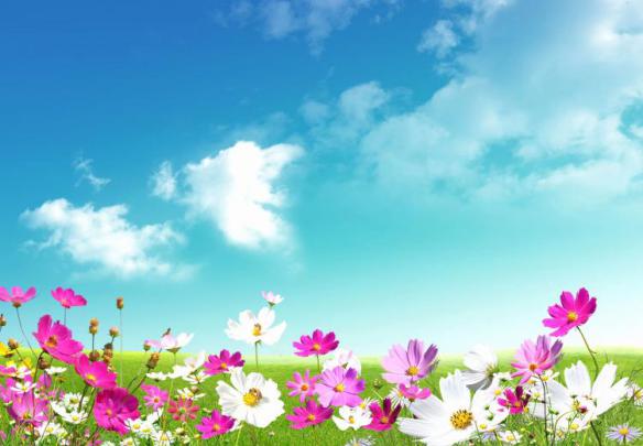 Free download Spring Flowers Widescreen 4k Ultra Hd Nature 149279 HD 