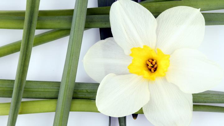 Nature, Love, Beauty, Plant, Flowers, Picture, Download, Cool 