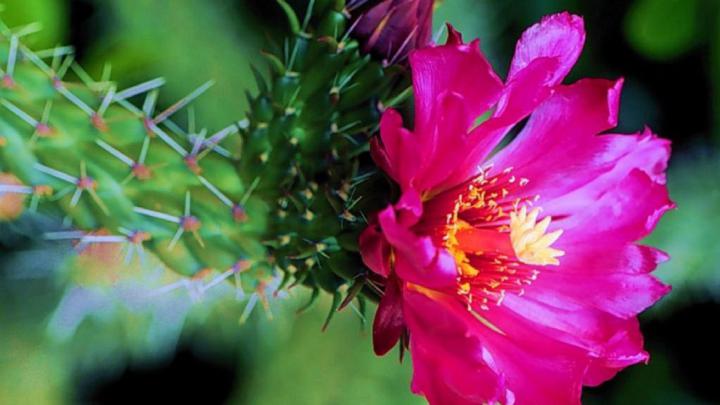 Nature, Cute Wallpapers, Fresh, Plant, Flowers, Picture, Free, Cool 