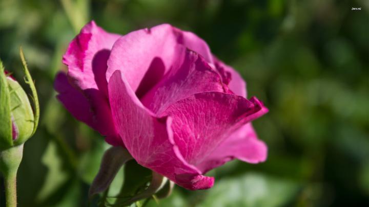 HD Nature Wallpaper, High Resolution Images, Best Nature Photos 