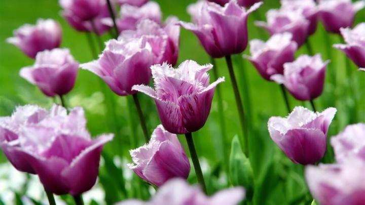 Amazing, Fresh, Plant, Picture, Natural Photos, Download, Free, Cool 