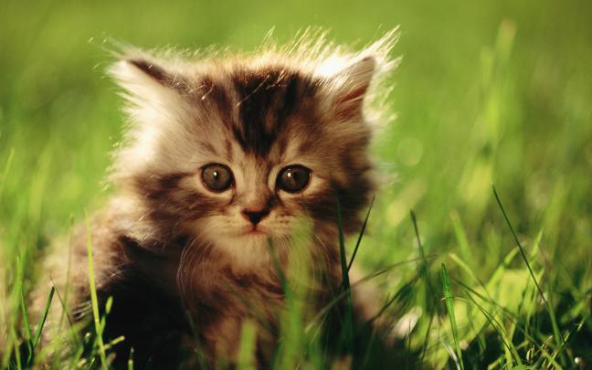 Baby Kitten Wallpaper \u00b7\u2460 