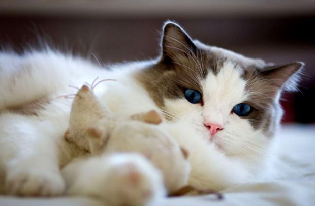 Best Cat Desktop Wallpapers - Top Free Best Cat Desktop Backgrounds 
