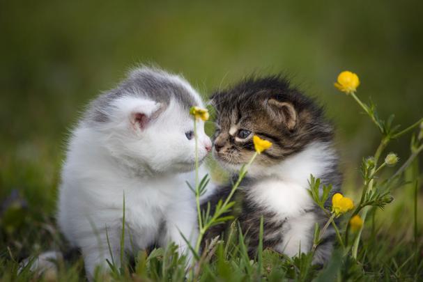 Cute Animal Cat Wallpapers - 4k, HD Cute Animal Cat Backgrounds on 