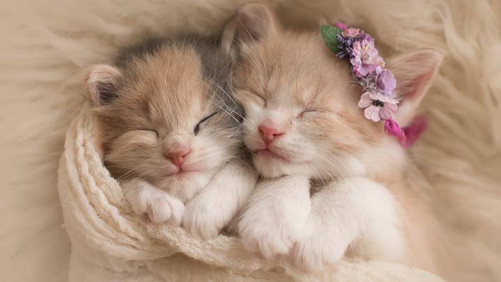 Really Cute Kittens Wallpapers - 4k, HD Really Cute Kittens Backgrounds 