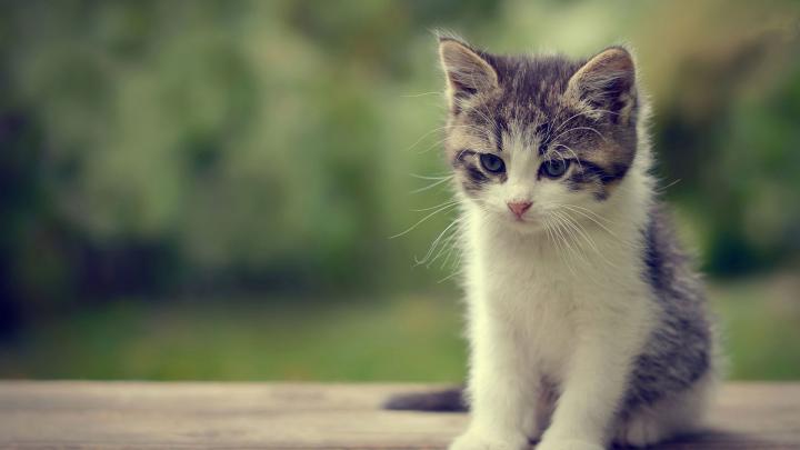 Cat Wallpaper Hd 1080p - Image Gallery