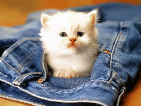 Free download Cute Cat Photo HD Wallpaper [1920x1080] for your Desktop 