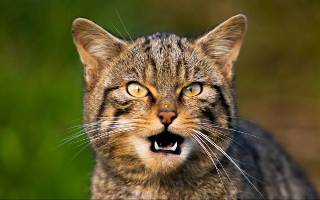 1080P Cat Wallpaper -