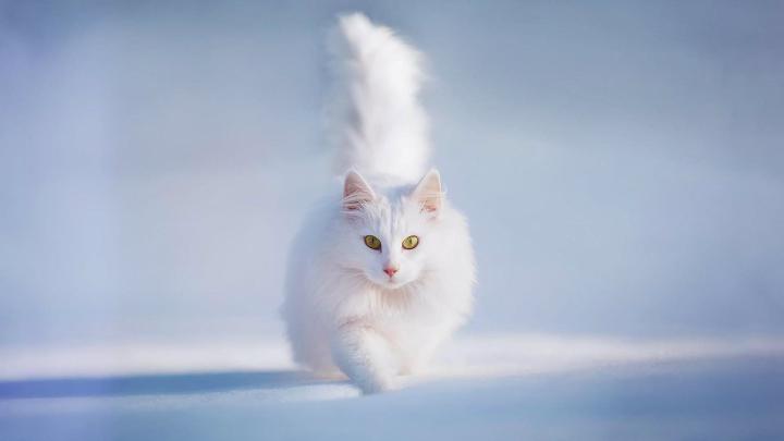 Beautiful Cat HD Wallpapers - Top Free Beautiful Cat HD Backgrounds 