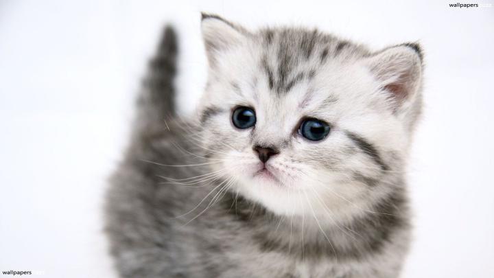 Really Cute Kittens Wallpapers - 4k, HD Really Cute Kittens Backgrounds 