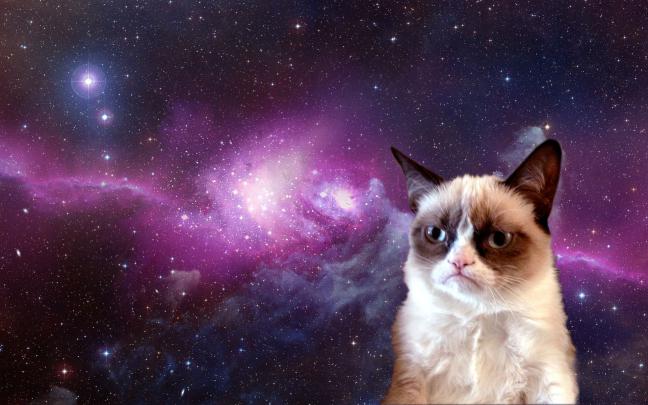 Cool Cat HD Wallpaper -