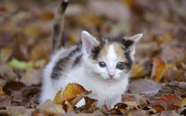 1080P Cat Wallpaper -