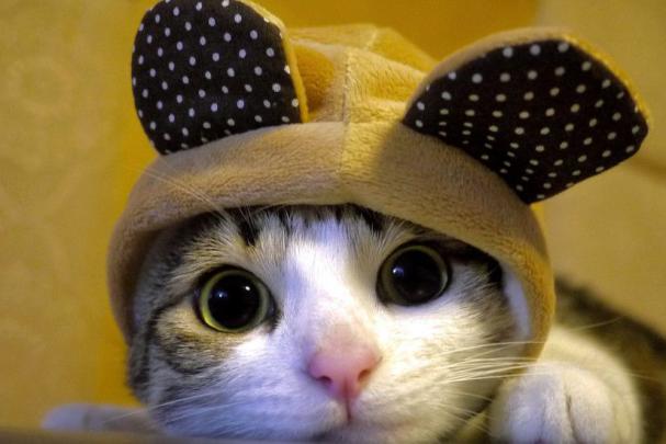 Cute Cat Backgrounds \u00b7\u2460 