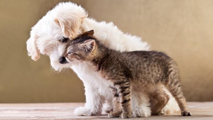Cats and Dogs Wallpaper \u00b7\u2460 