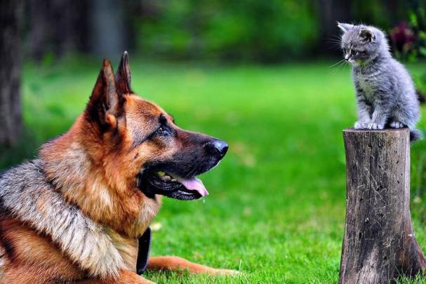 62+ Cat backgrounds \u00b7\u2460 Download free cool wallpapers for desktop and 