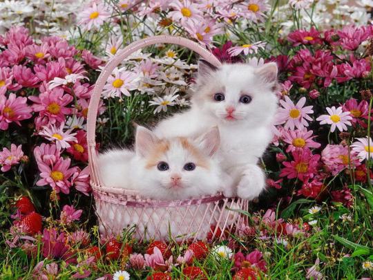 Kittens and Flowers Desktop Wallpapers - 4k, HD Kittens and Flowers 