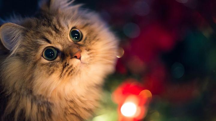 Download Wallpaper 1920x1080 Cat, Fluffy, Face, Beautiful, Black 