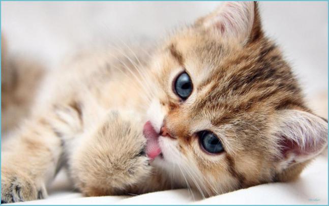 Really Cute Kittens Wallpapers - 4k, HD Really Cute Kittens Backgrounds 