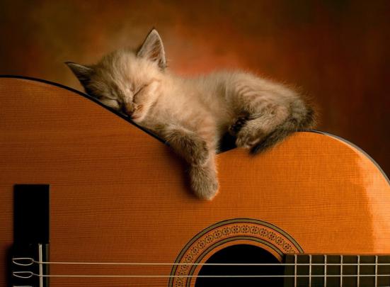 Cute Cat HD Wallpapers - Top Free Cute Cat HD Backgrounds - WallpaperAccess