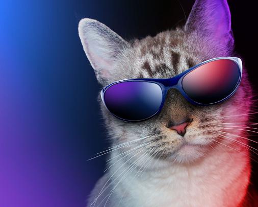 Cat Wearing Glasses Wallpapers - Top Free Cat Wearing Glasses 