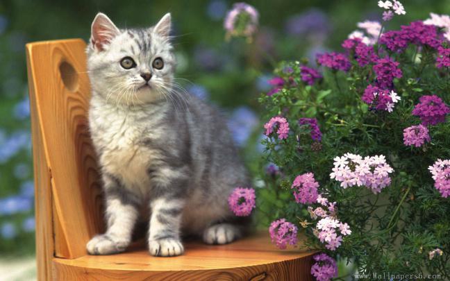 Kittens and Flowers Desktop Wallpapers - 4k, HD Kittens and Flowers 