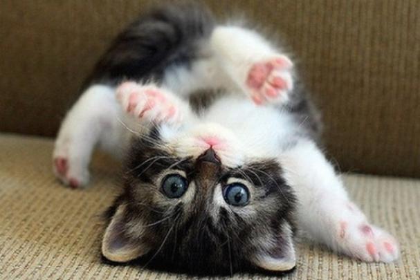 Cute Cat Wallpaper -