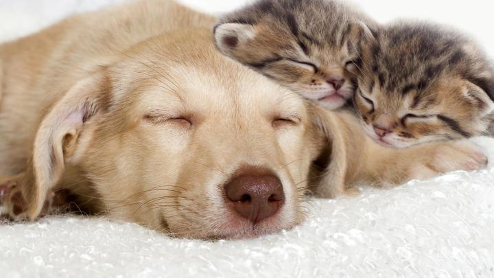Cat and Dog Desktop Wallpapers - Top Free Cat and Dog Desktop 