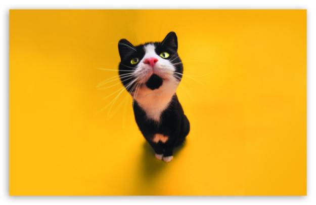 Funny Cat Pictures Hd