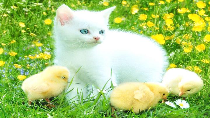 White Cat Wallpaper (73+ pictures)