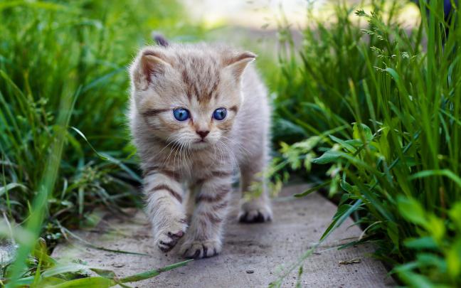 Baby Kitten Wallpaper \u00b7\u2460 