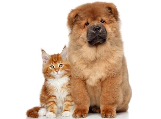Cat and Dog Desktop Wallpapers - Top Free Cat and Dog Desktop 