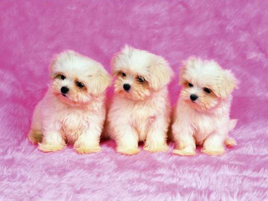 Cute Dogs Wallpapers -