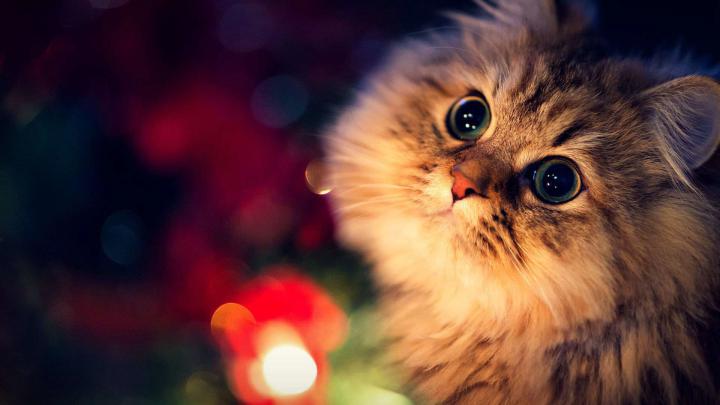 Cute Cat Hd Wallpapers 1920x1080 - Wallpapers in HD February 2022