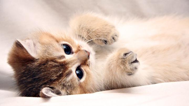 Really Cute Kittens Wallpapers - 4k, HD Really Cute Kittens Backgrounds 