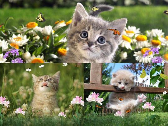 Kittens Screensavers Wallpaper -