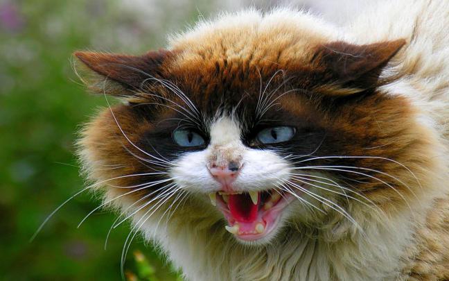 Awesome Cat Desktop Wallpapers - Top Free Awesome Cat Desktop 