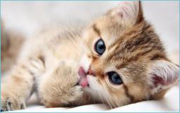 Cute Cat Hd Wallpaper 1920x1080