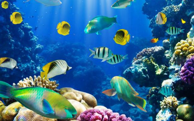 fish wallpaper live - HD Desktop Wallpapers