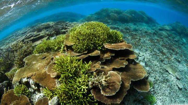 Tropical Coral Reef 4K Wallpapers - Top Free Tropical Coral Reef 4K 