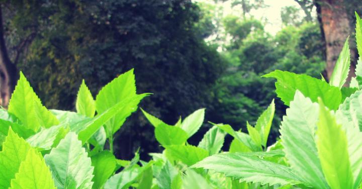 Nature Wallpaper Widescreen - Licth - Nature Wallpaper Blog